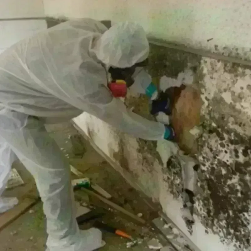 Mold Remediation and Removal in Scott County, IN